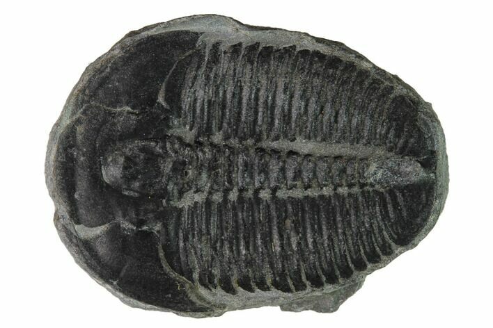 Elrathia Trilobite Fossil - Utah #169486